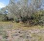 Land plot for sale in Banjole, 2.020m2, just 70 meters from the sea - pic 15