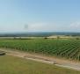 Unique vine production facility in Slavonia 