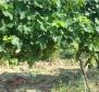 Уникальное предприятие по производству винограда в Славонии - фото 3