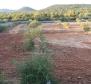 Zemědělská půda o rozloze více než 1,5 hektaru v oblasti Vodice, velký potenciál 