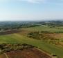 Spacious agricultural land for sale in Buje area, 83.917m2 - pic 7