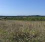 Spacious agricultural land for sale in Buje area, 83.917m2 - pic 13