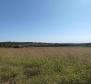 Spacious agricultural land for sale in Buje area, 83.917m2 - pic 14