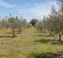 Красивая роскошная вилла с оливковой рощей площадью 5800 кв.м. в районе Водняна - фото 61