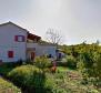 Maison individuelle dans le quartier de Motovun avec une vue panoramique - pic 7