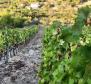 Agro pozemek o rozloze 8 600 m2 s 3 000 hrozny vinné révy (plavac mali) a 50 olivovníky - pic 2