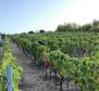 Terrain agricole de 8.600 m² avec 3.000 raisins de vigne (plavac mali) et 50 oliviers - pic 4