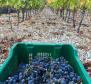 Agro pozemek o rozloze 8 600 m2 s 3 000 hrozny vinné révy (plavac mali) a 50 olivovníky - pic 5