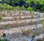 Terrain agricole de 23.450 m² avec 6.000 raisins, maison en pierre et vue mer sur l'île de Vis - pic 3