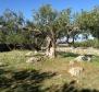 Olivové pole o rozloze 16 000 m2 se stoletými stromy na Brači, oblast Skrip - pic 2