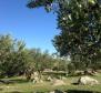 Olivové pole o rozloze 16 000 m2 se stoletými stromy na Brači, oblast Skrip - pic 3
