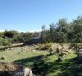 Un champ d'oliviers de 16.000 m² avec des arbres centenaires à Brac, région de Skrip - pic 4