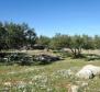 An olive field of 16.000 sqm with hundred century old trees on Brac, Skrip area - pic 5