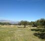 Olivové pole o rozloze 16 000 m2 se stoletými stromy na Brači, oblast Skrip - pic 6
