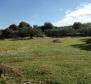 Olivové pole o rozloze 16 000 m2 se stoletými stromy na Brači, oblast Skrip - pic 7