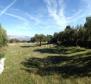 Olivové pole o rozloze 16 000 m2 se stoletými stromy na Brači, oblast Skrip - pic 8