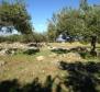 Un champ d'oliviers de 16.000 m² avec des arbres centenaires à Brac, région de Skrip - pic 9
