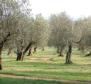 Egy 16.000 nm-es olajfa mező száz évszázados fákkal Bracban, Skrip területén 