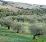 Olivové pole o rozloze 16 000 m2 se stoletými stromy na Brači, oblast Skrip - pic 11