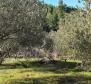 Agricultural land plot 24.000 sqm with a 60 sqm stone object in Jelsa area on Hvar island - pic 6