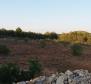 Agroland von mehr als 1,5 Hektar in der Region Vodice, großes Potenzial - foto 2
