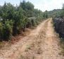 Agroland von mehr als 1,5 Hektar in der Region Vodice, großes Potenzial - foto 9