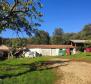 Spacious estate in Rovinj area, walking distance from the sea, on 11000 sq.m. of land - pic 5