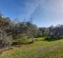 Villa of 330 sq.m. in Brtonigla on more than hectare of land - pic 26