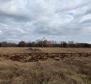 Attractive urbanized land plot for sale in Bale over 1 hectare. - pic 16