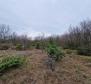 Agro land in Labin are, cca.2 hectares - pic 4