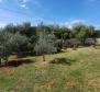 Maison de 5 appartements avec beaucoup de potentiel, dans un endroit calme et magnifique dans la région de Porec - pic 68