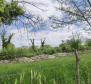 Terrain à bâtir pour investisseurs dans la région de Visnjan près de Porec - pic 13