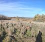 Spacious land of cca.1 hectare in Marcana area, for sale 