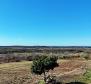Baugrundstück mit Panoramablick in Buje, zu verkaufen 